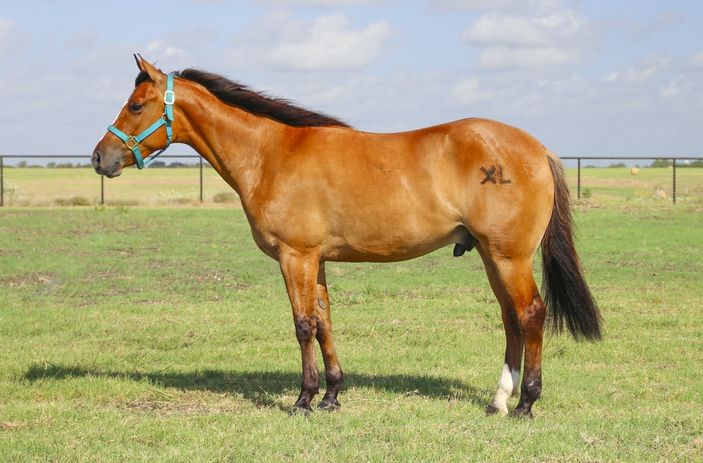 An American Quarter Horse in a field branded with XL.