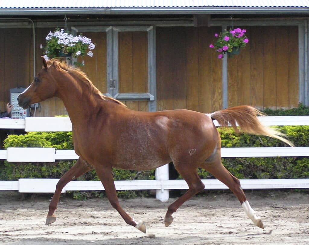 A brown Arabian horse running in a fenced area.