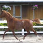 A brown Arabian horse running in a fenced area.