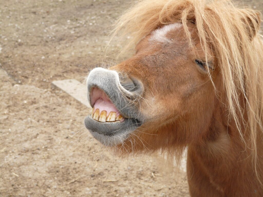 A female horse making a funny face.