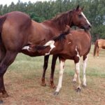 Male horses preparing to mate with female horses.