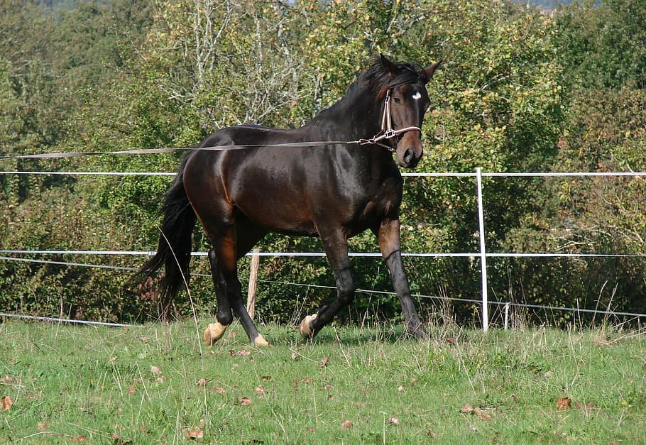A morgan horse trotting in a field.