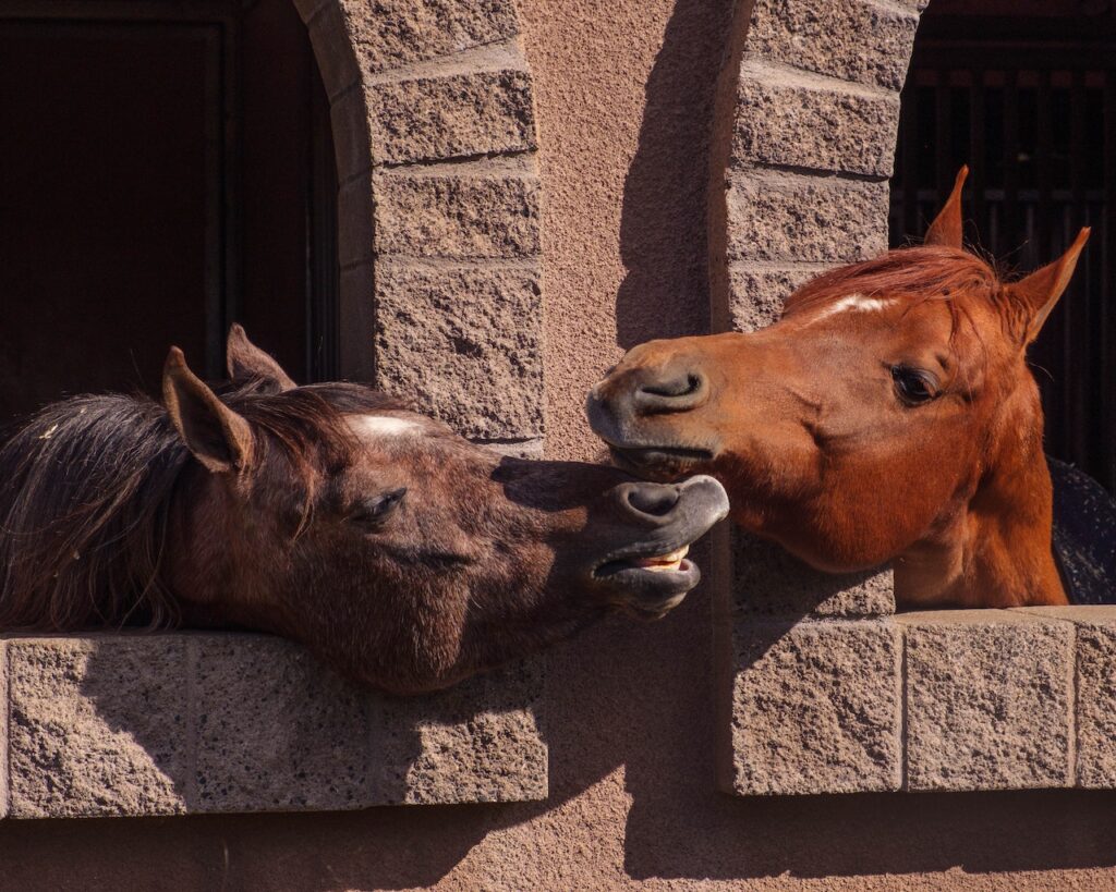 Two horses touching faces across from two windows.