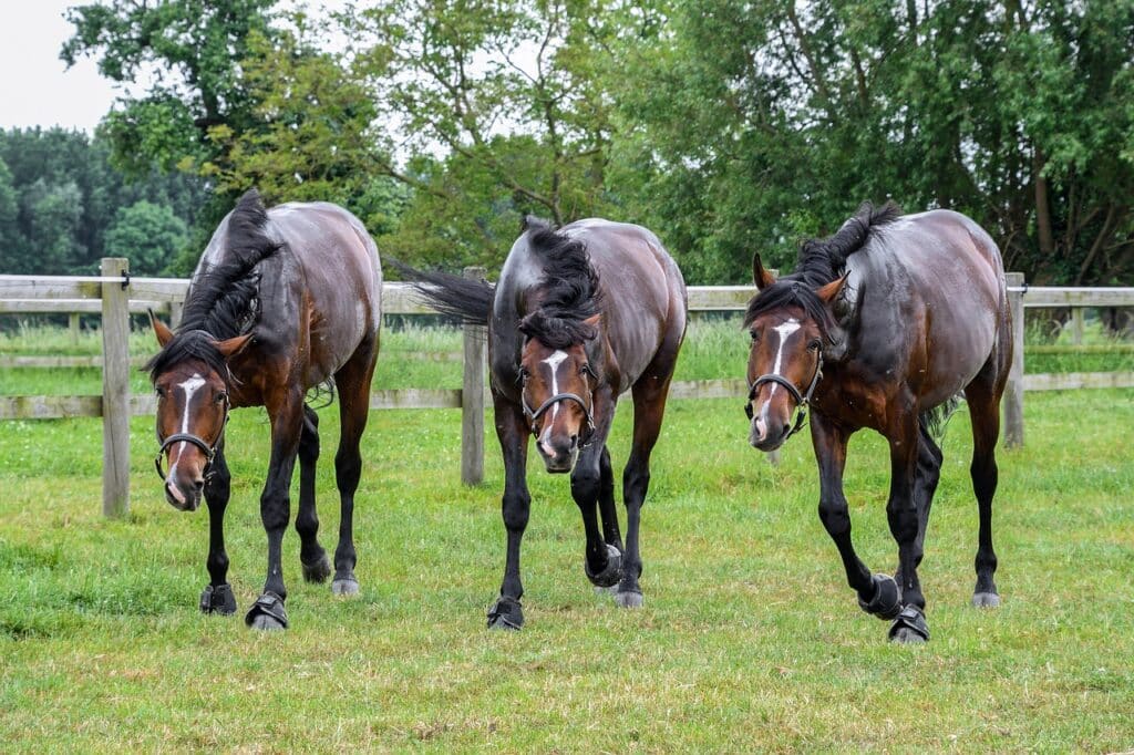 What is a group of horses called?