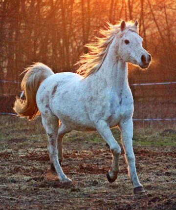 A white Arabian horse running in a field.