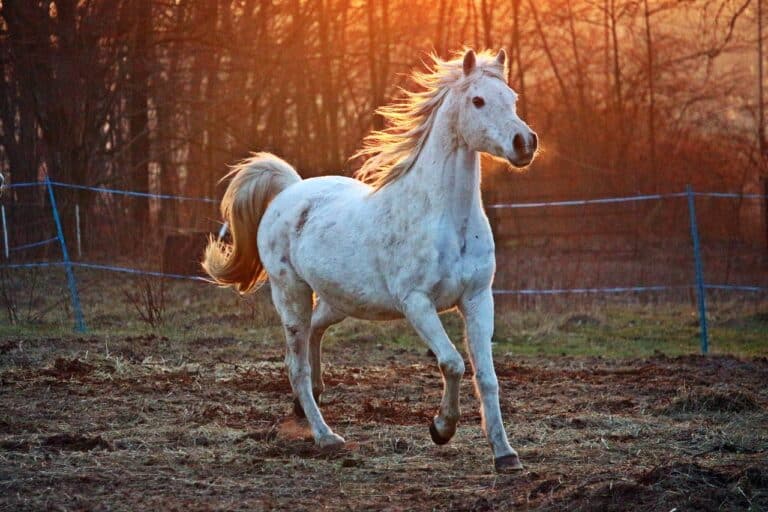 A white Arabian horse running in a field.
