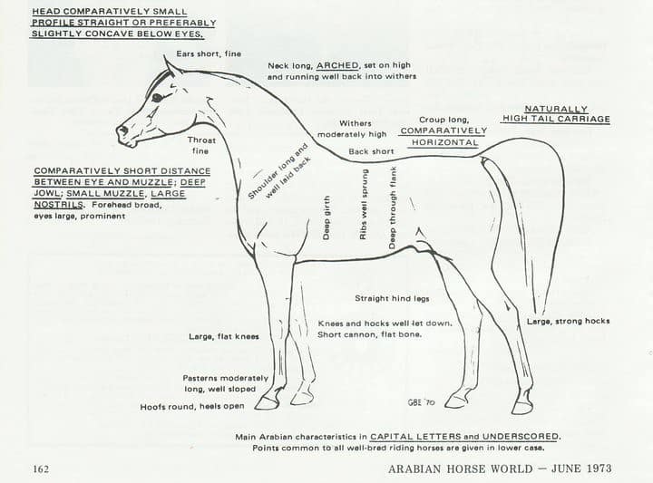 A diagram showing the common traits of an Arabian horse.