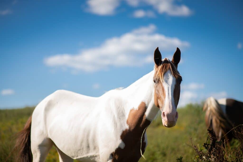 A white and brown American Paint Horse in a field.