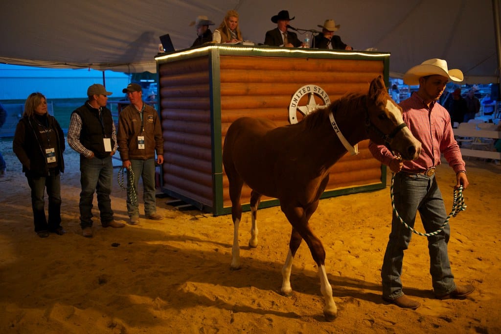 A horse auction in Texas showcasing the Cheapest Horse Breed.