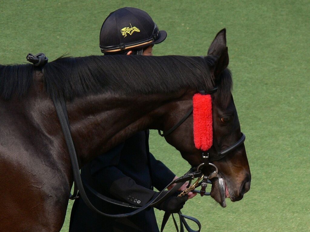 A horse wearing a fly mask to protect its eyes from flying insects