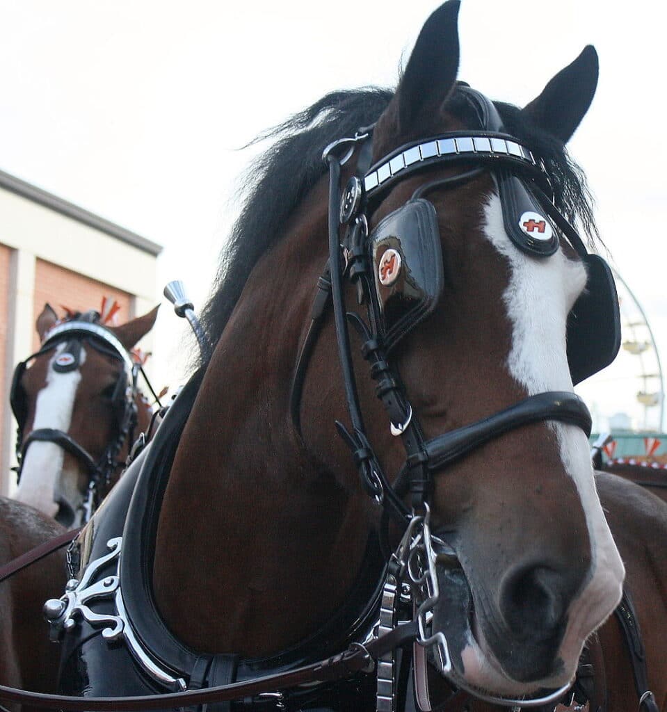 A horse wearing a fly mask and a blinker hood to protect its eyes from bright lights