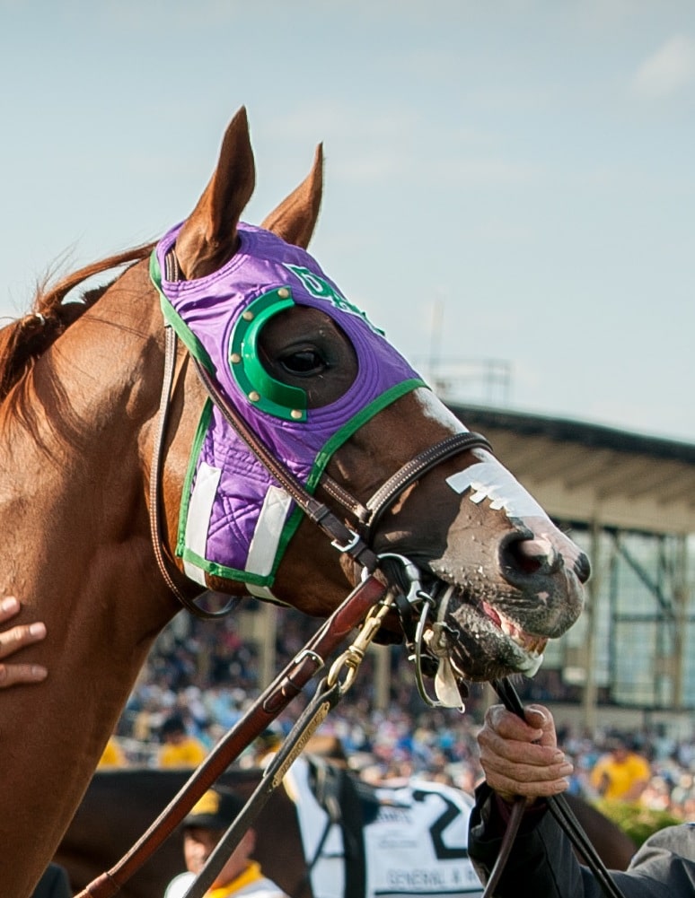 An image of a horse wearing a fly mask with eye covers, designed to protect the horse's eyes from insects and debris. This innovative design addresses the question of why do they cover horses eyes.