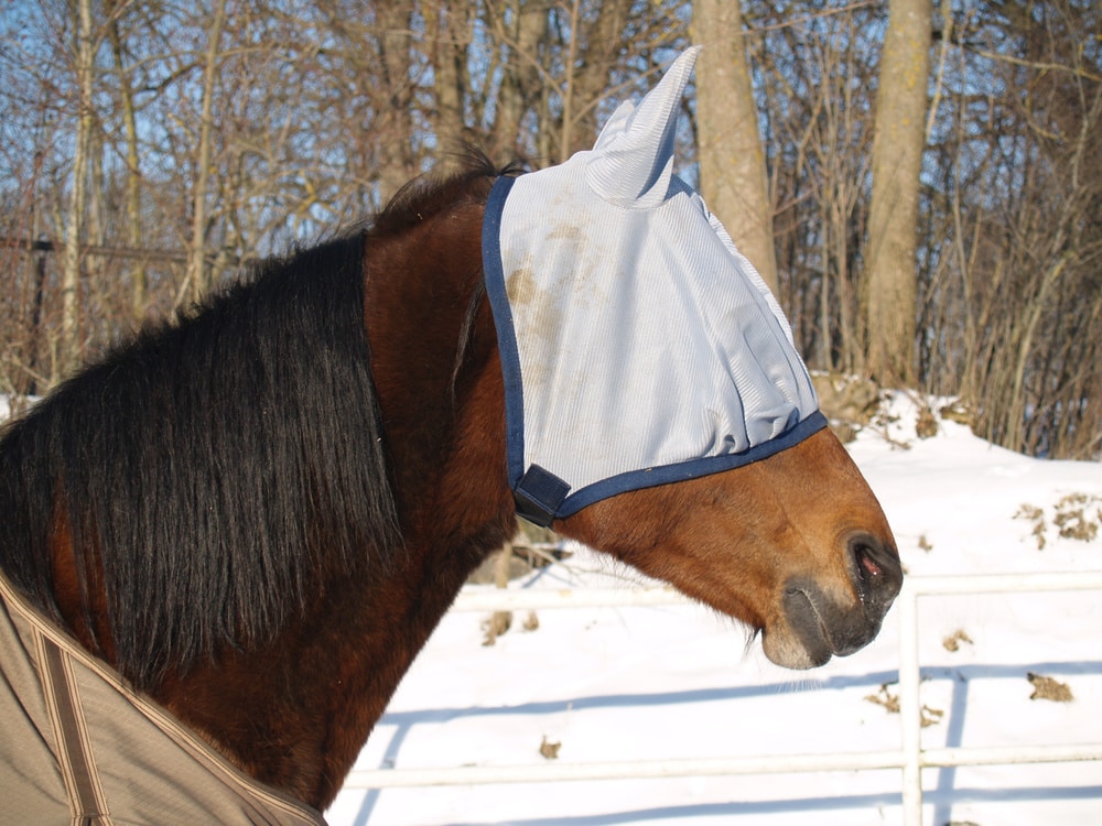 A horse wearing a fly mask and a bridle to introduce it to eye coverings