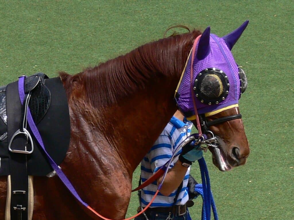 A horse wearing a fly mask to cover its eyes