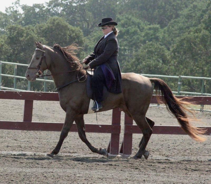 A Tennessee Walking Horse on a track.