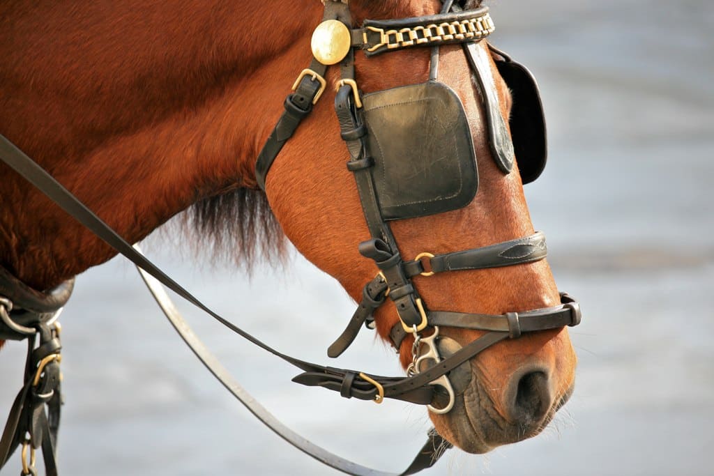 Why do they cover horses' eyes?