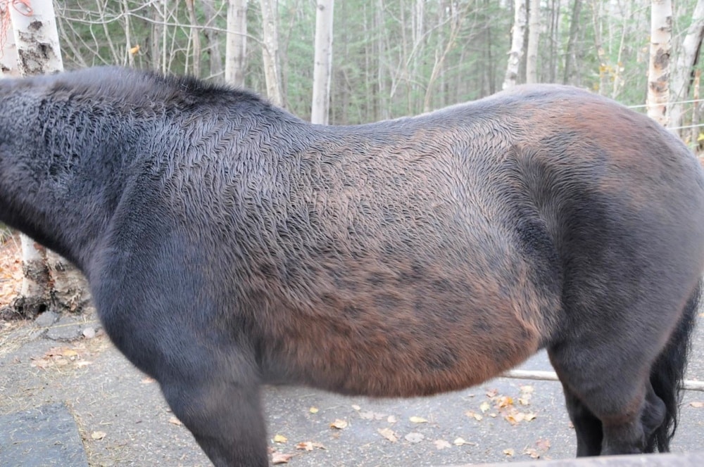 A black horse with cushing's disease.