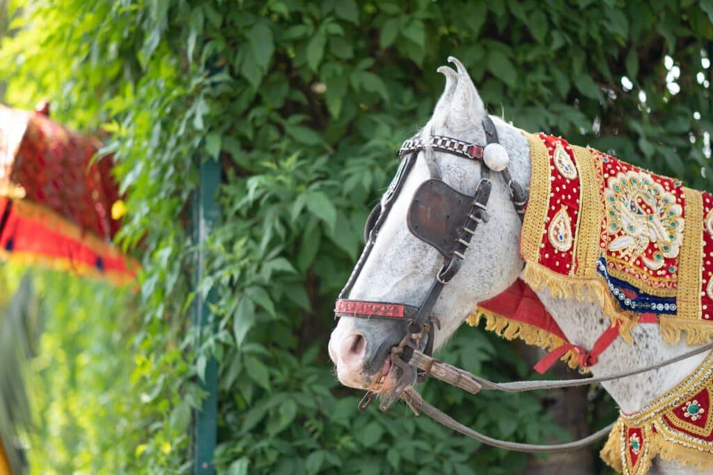 An Indian horse with blinders on.