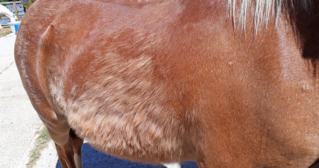 Cushing's disease treatment for horses.