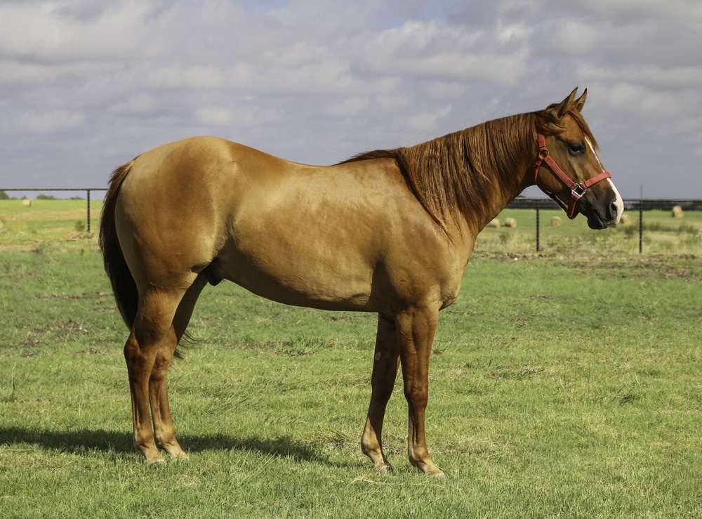 Gelding horse standing in a field.