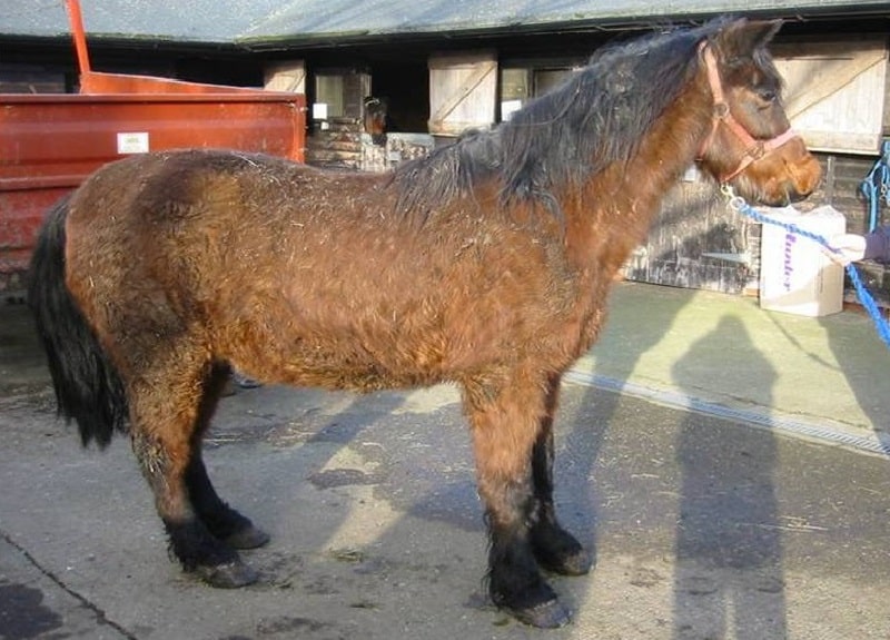 A horse with cushing's disease.