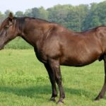 A brown horse with cushing's disease.