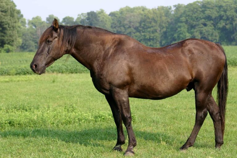 A brown horse with cushing's disease.