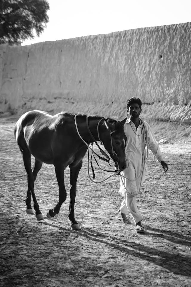 A black and white photo of an Indian horse being led.