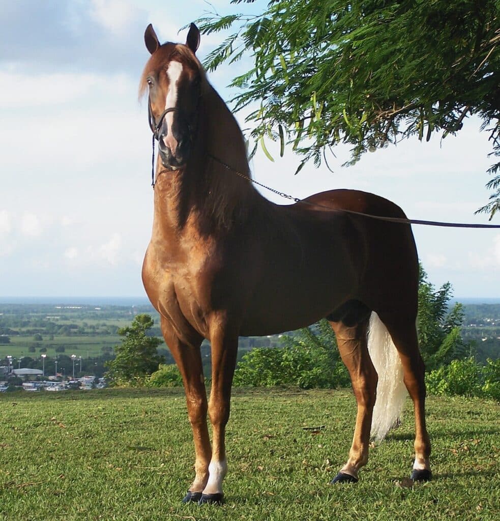A full grown stallion standing in a grass field.