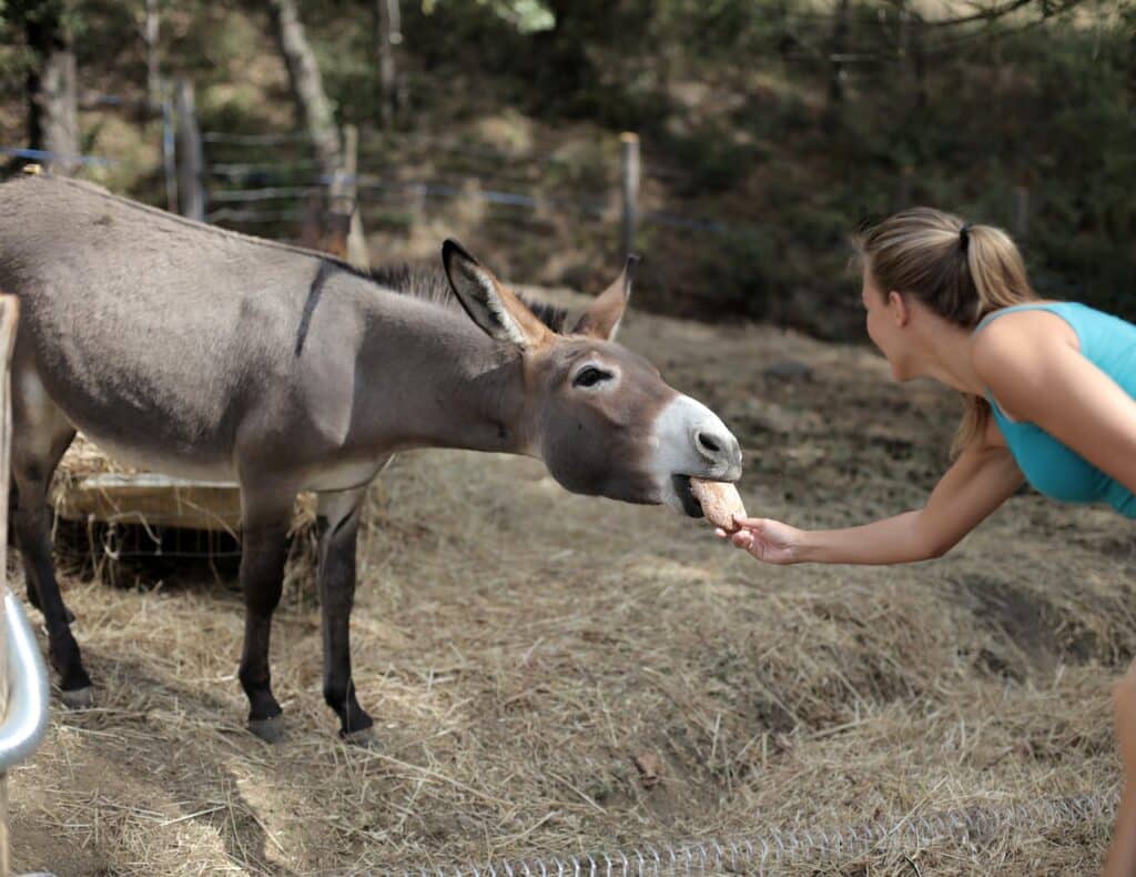 A bad donkey stealing a piece of bread from a human.