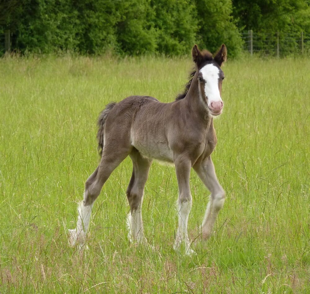 A cute baby boy horse in a grass field.