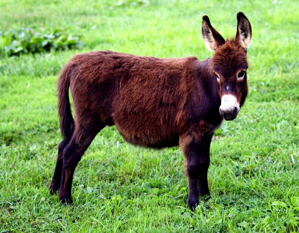 A cute miniature donkey standing in a green field.