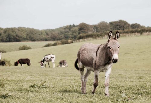 Several donkeys in a grassy field.