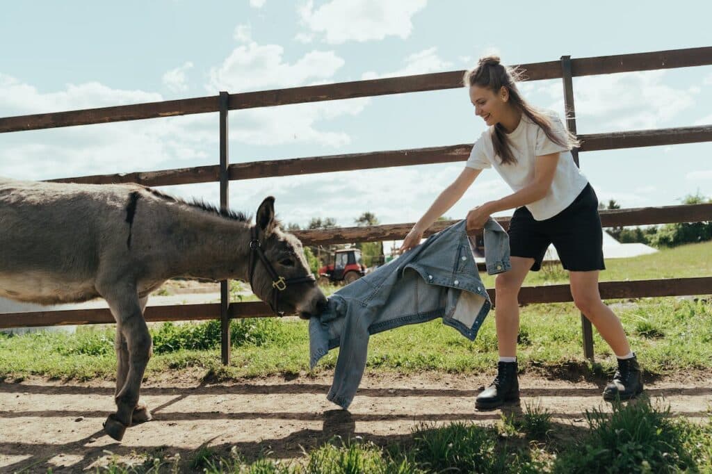 A female donkey trying to steal a jacket from a girl.