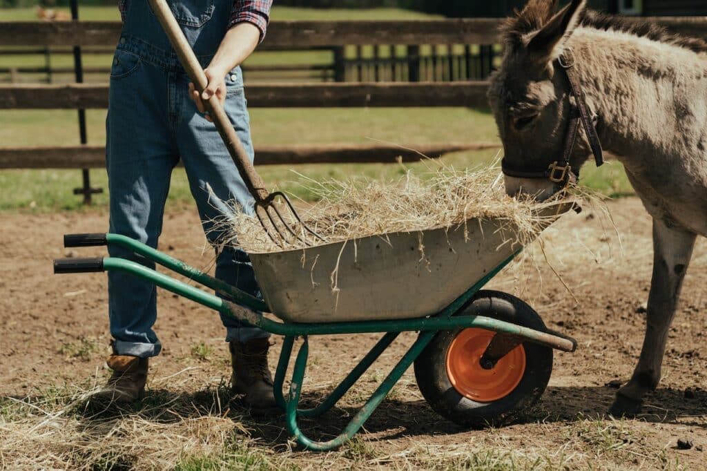 A farmer shoveling hay and a male donkey eating it.