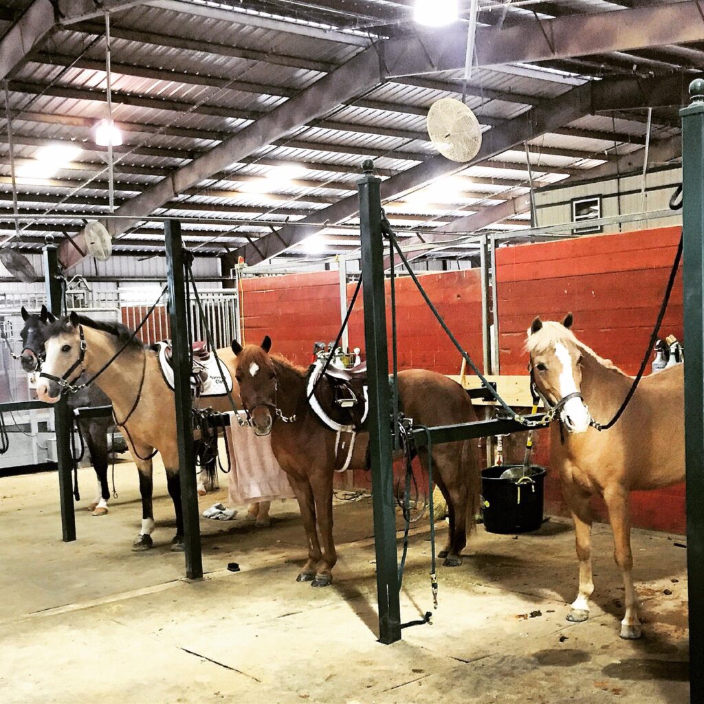 Three horses from Dallas Equestrian Center.