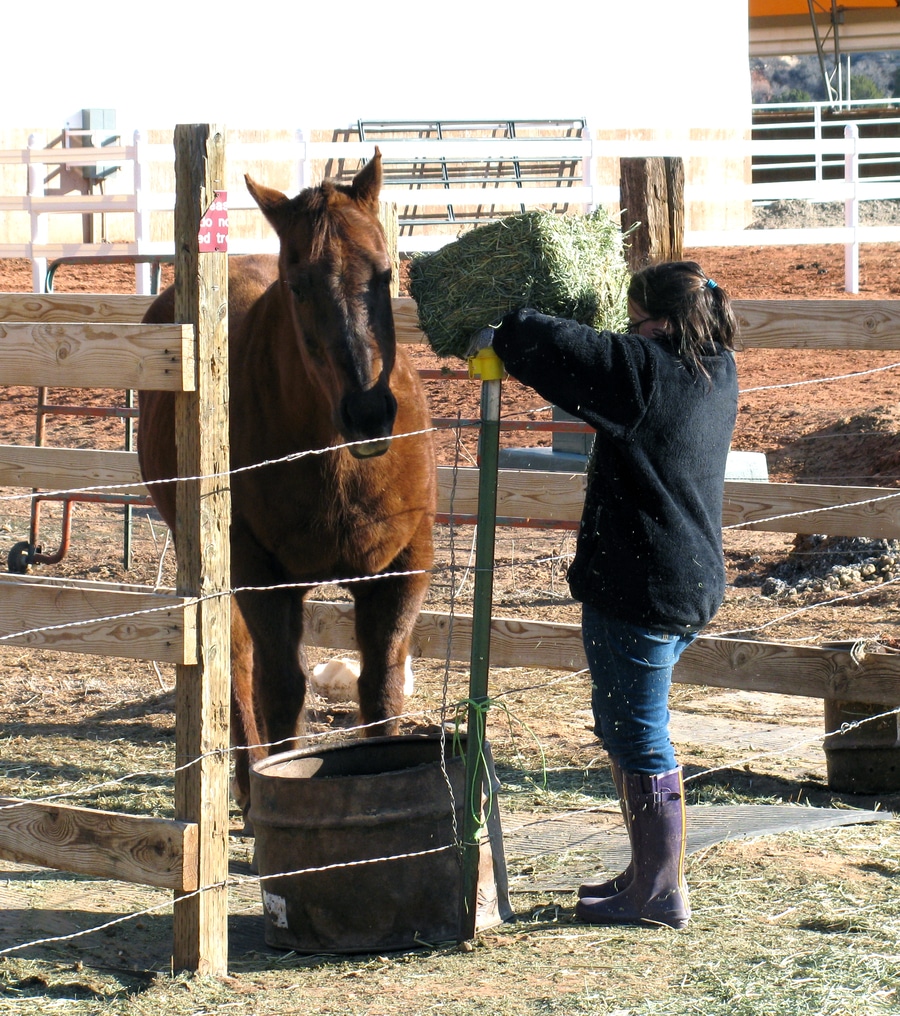 Equestrian Emma feeding a horse hay in a stable.