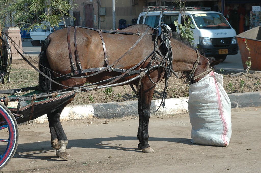 A horse eating concentrated feed from a bag.