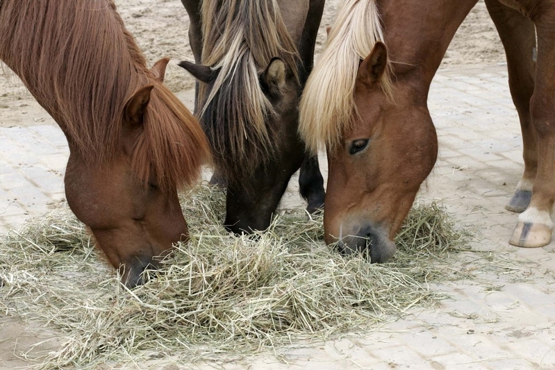Three German horses eating hay.