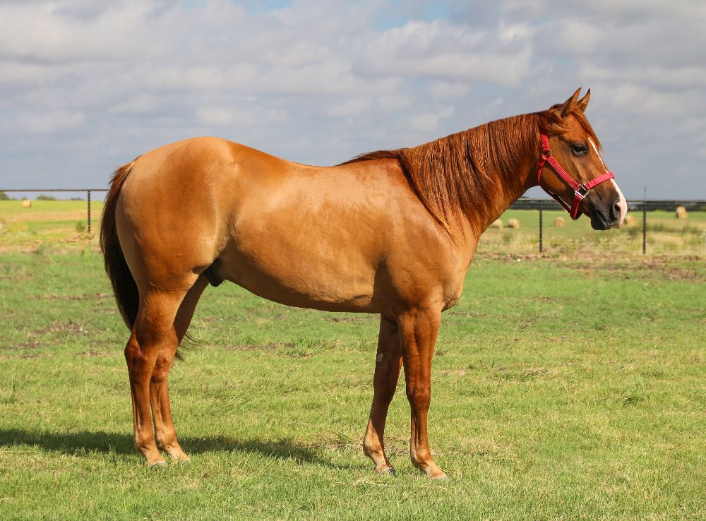 A gelding horse versus stallion horse.
