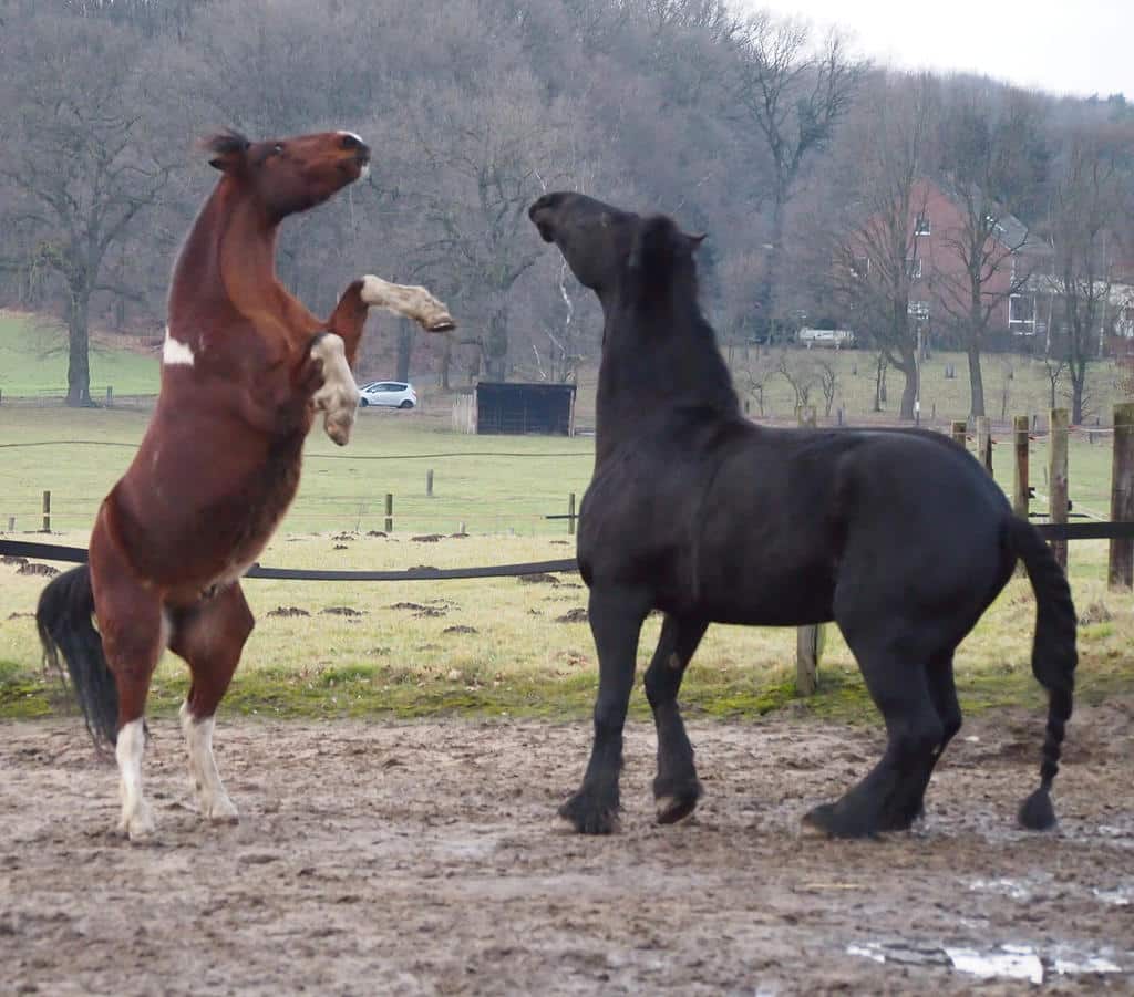 A stallion standing next to a gelding horse.