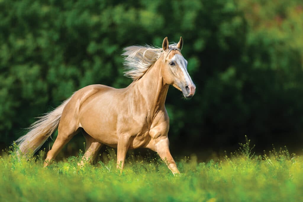 Gold Palomino Horse 