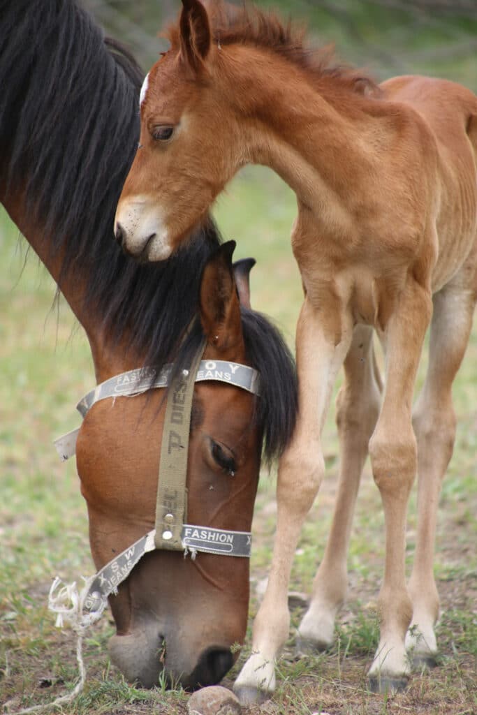 Cute filly with her baby