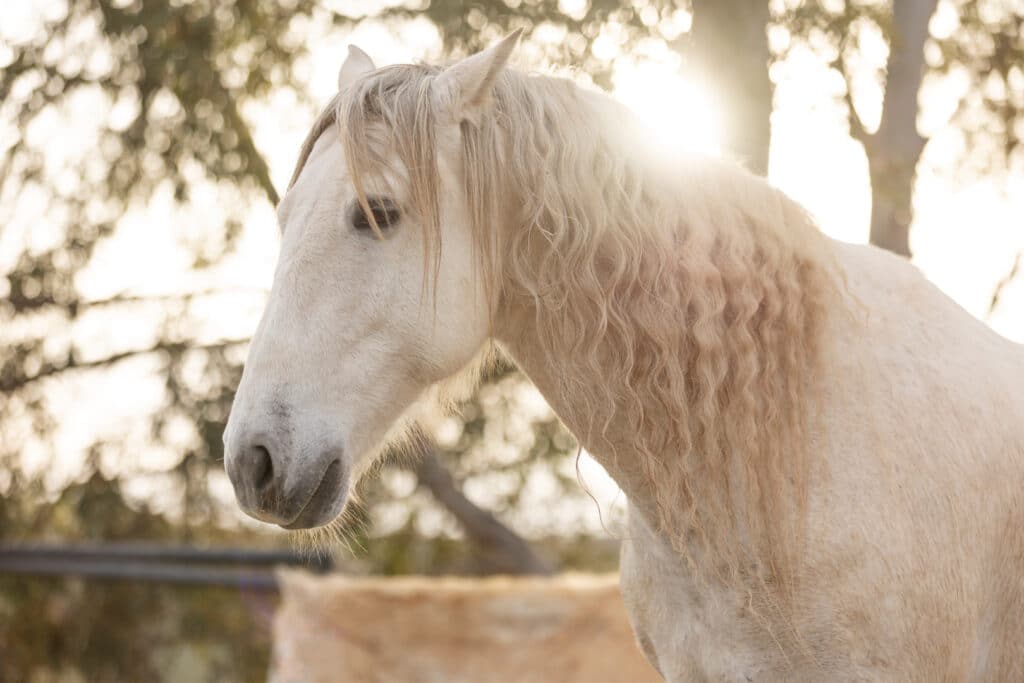 Beautiful-white-horse