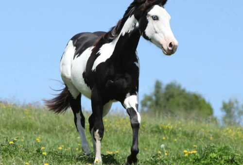 Black-and-white-paint-horse
