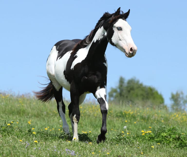 Black-and-white-paint-horse