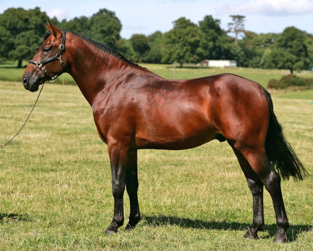 Particular Breed: Cleveland Bay Horse
