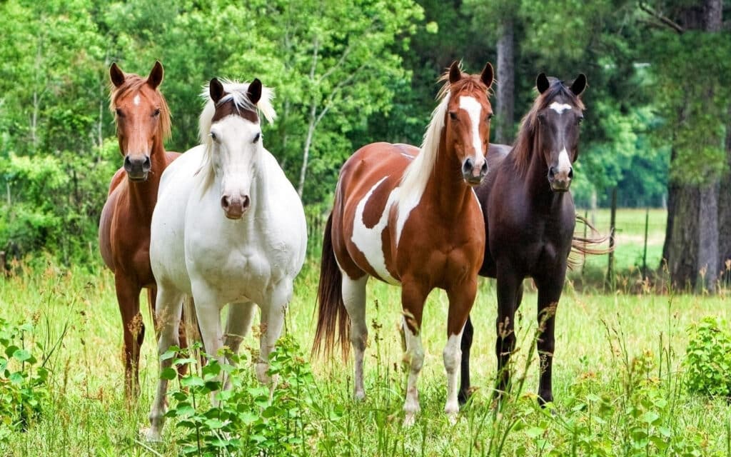 Female Horse with other horses out in the grassy areas.
