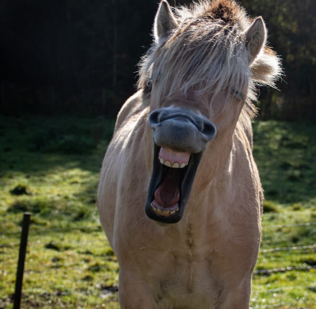 White Colt laughing at horse names.