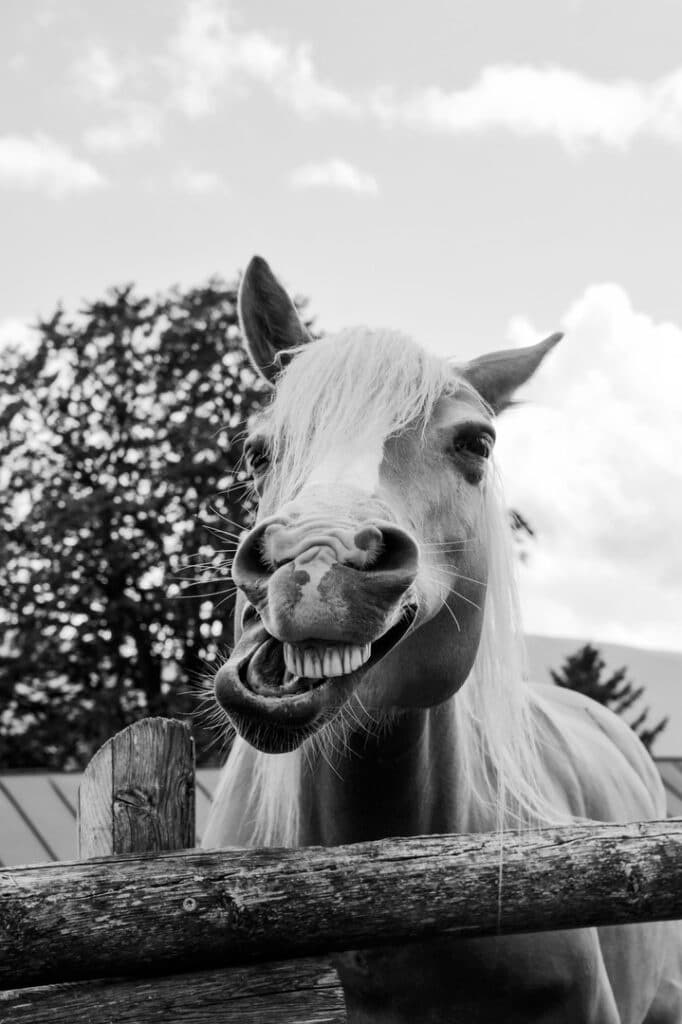 Horse showing its playful side.